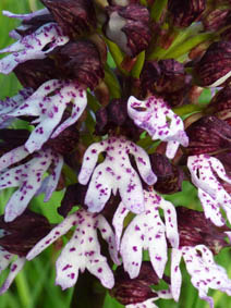 Orchis purpurea